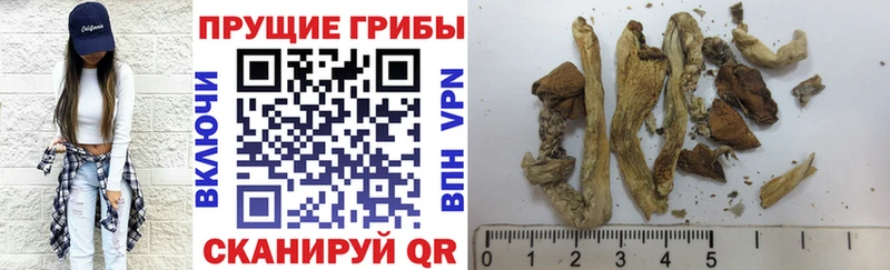 Псилоцибиновые грибы Cubensis  Ессентуки 