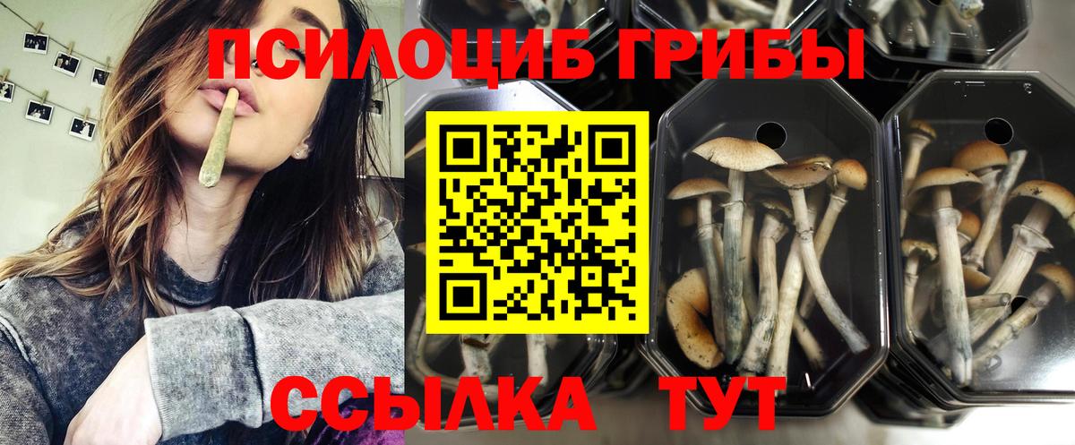Галлюциногенные грибы Cubensis Ессентуки